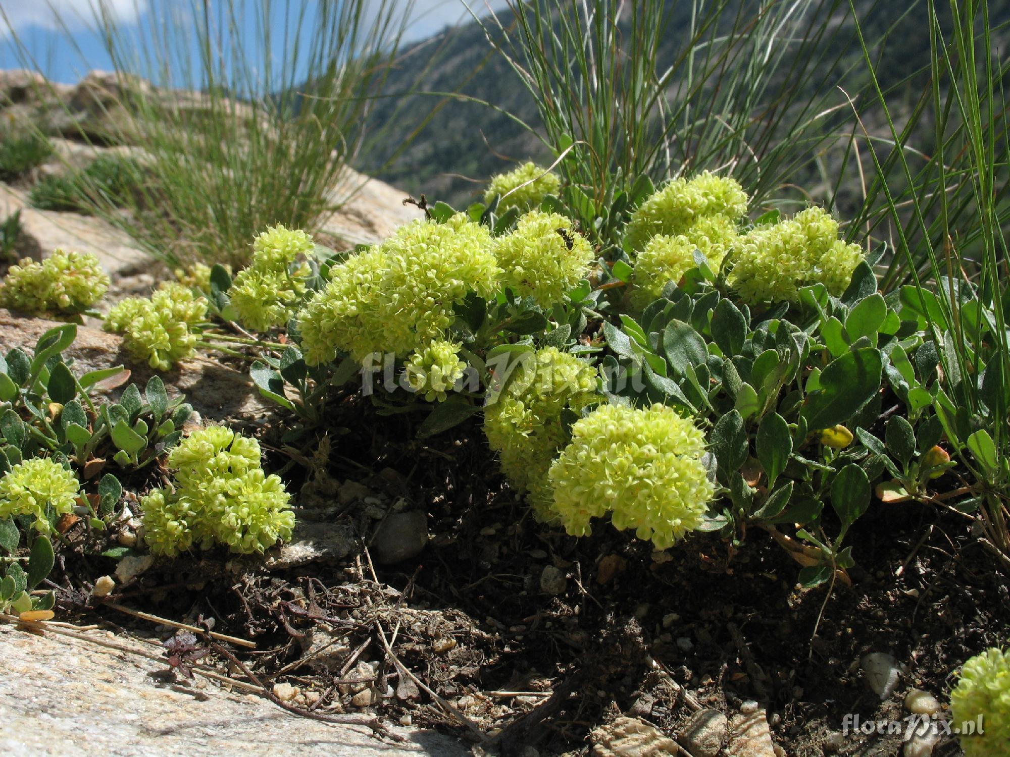 Eriogonum umbellatum