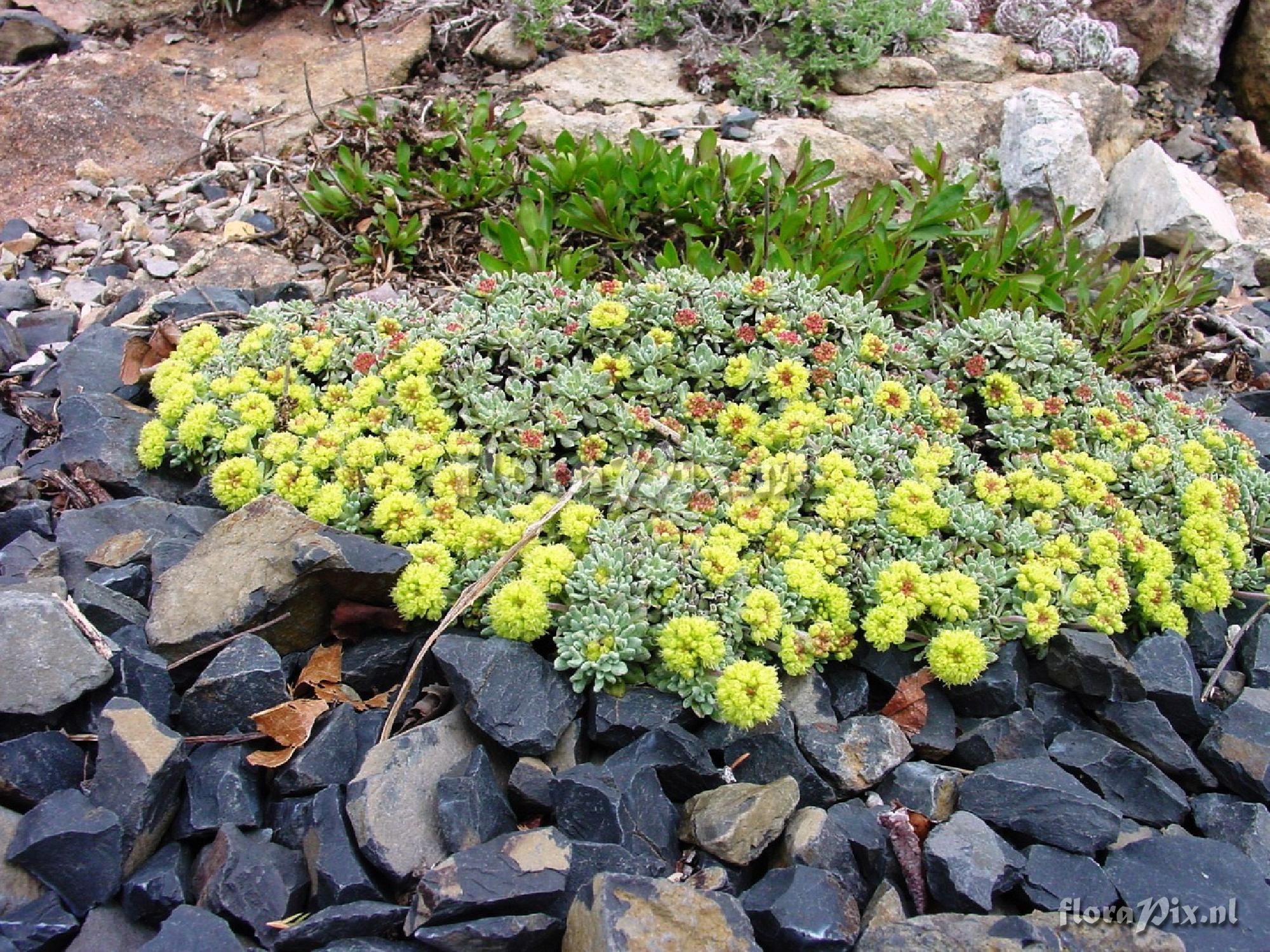 Eriogonum caespitosum