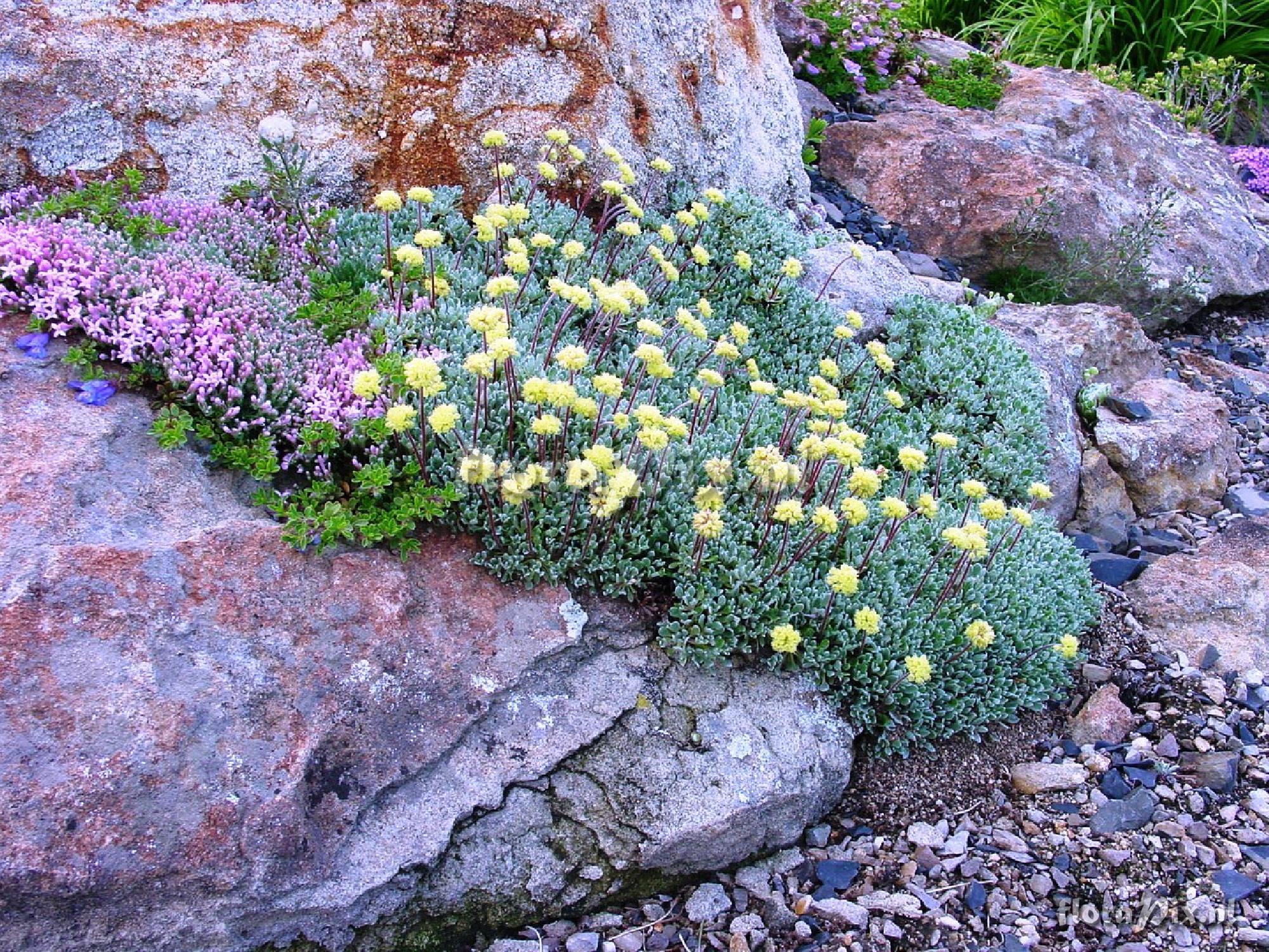 Eriogonum ovafolium