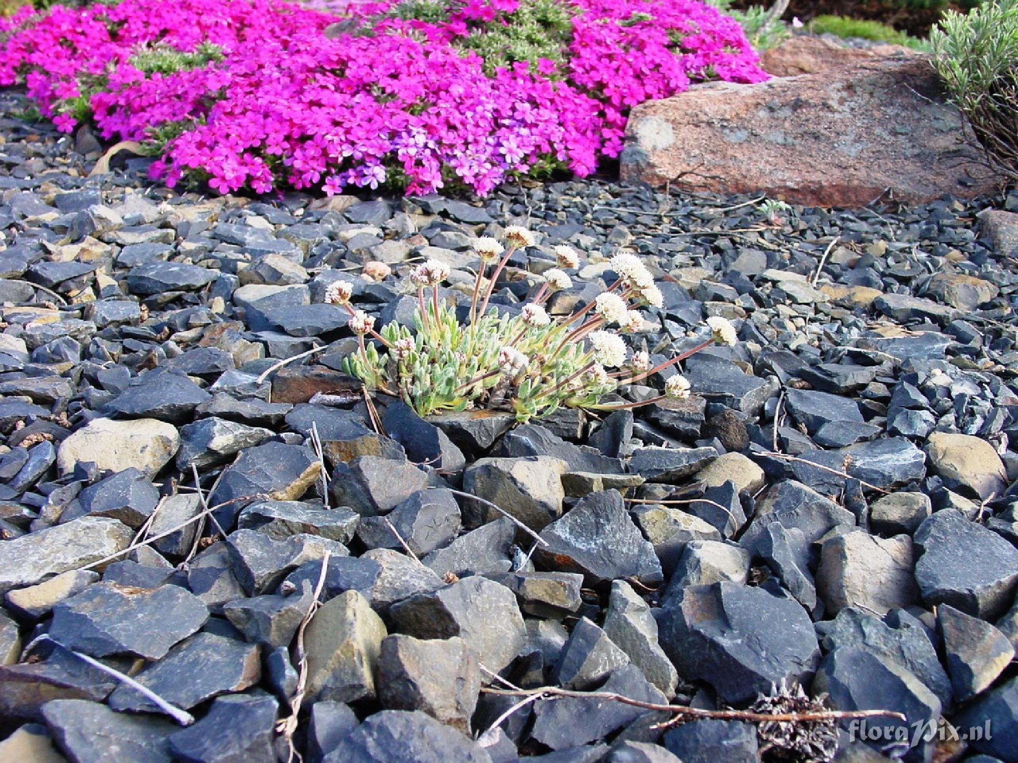 Eriogonum holmgrenii