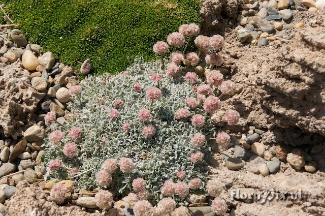 Eriogonum ovalifolium var. nivale