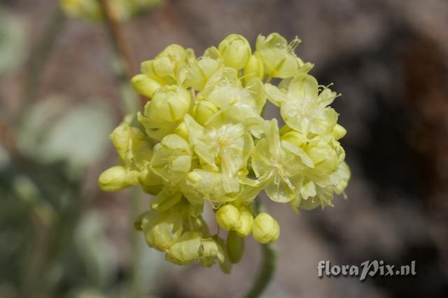 Eriogonum ovalifolium var. ovalifolium