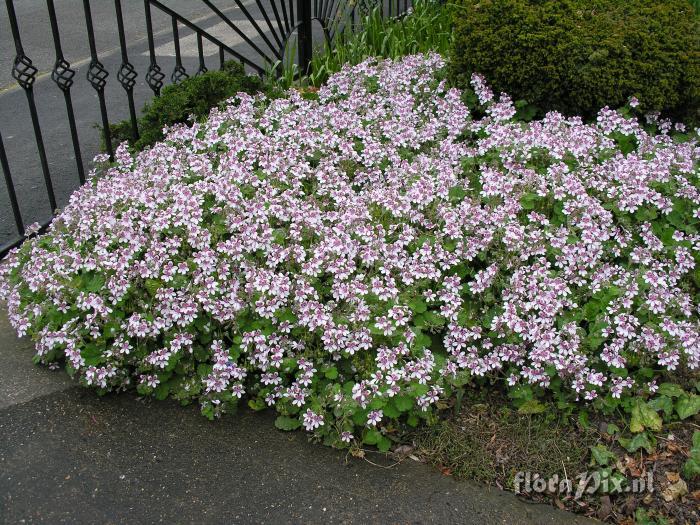 Erodium pelargonifolium