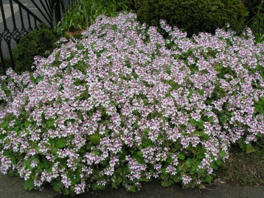 erodium pelargonifolium
