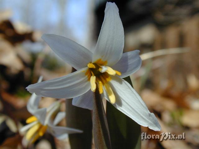 Erythronium albidum