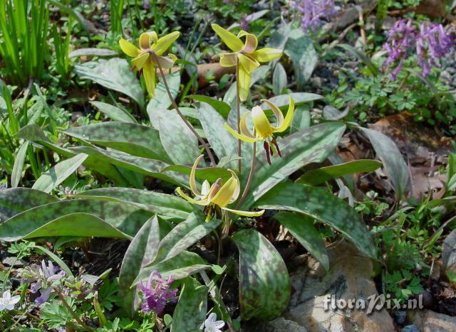 Erythronium americanum