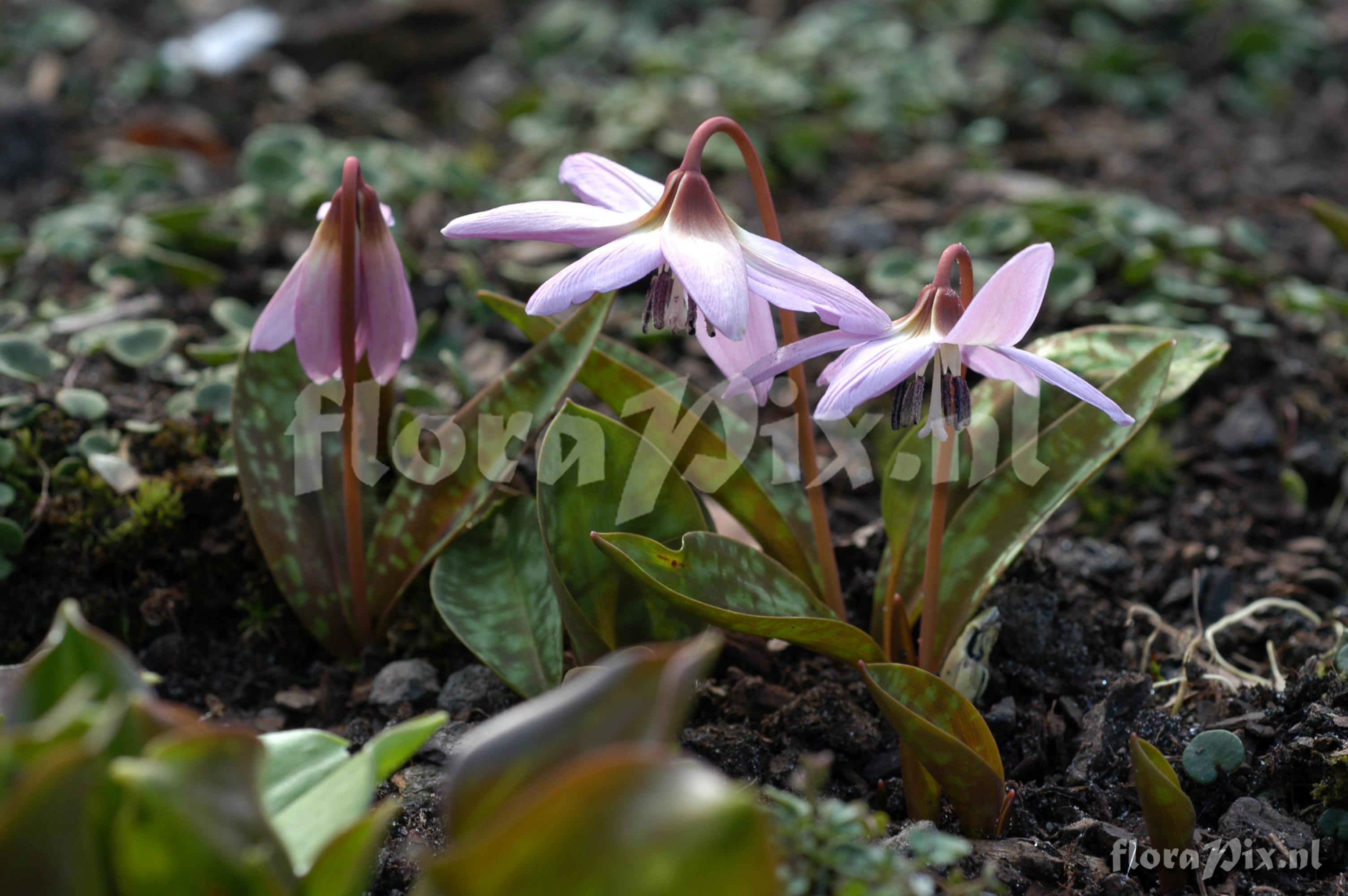 Erythronium dens-canis