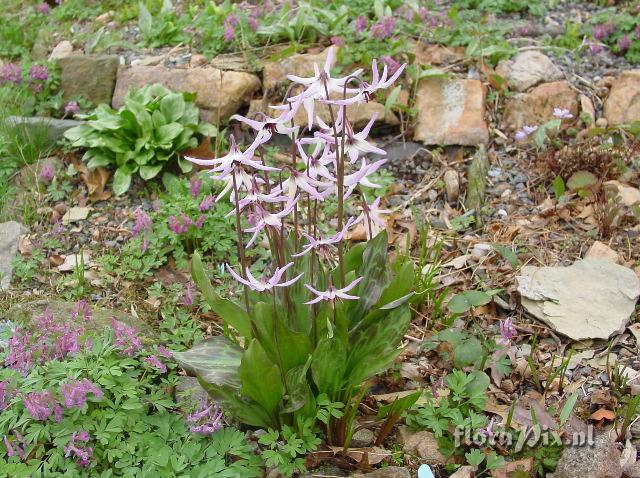 Erythronium hendersonii