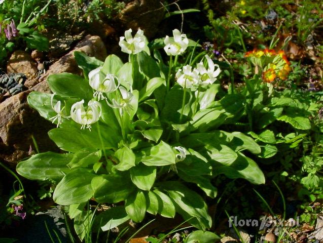 Erythronium 