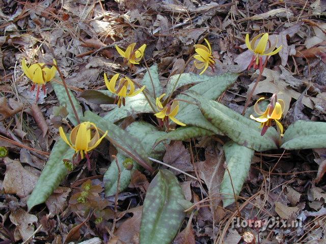 Erythronium umbilicatum