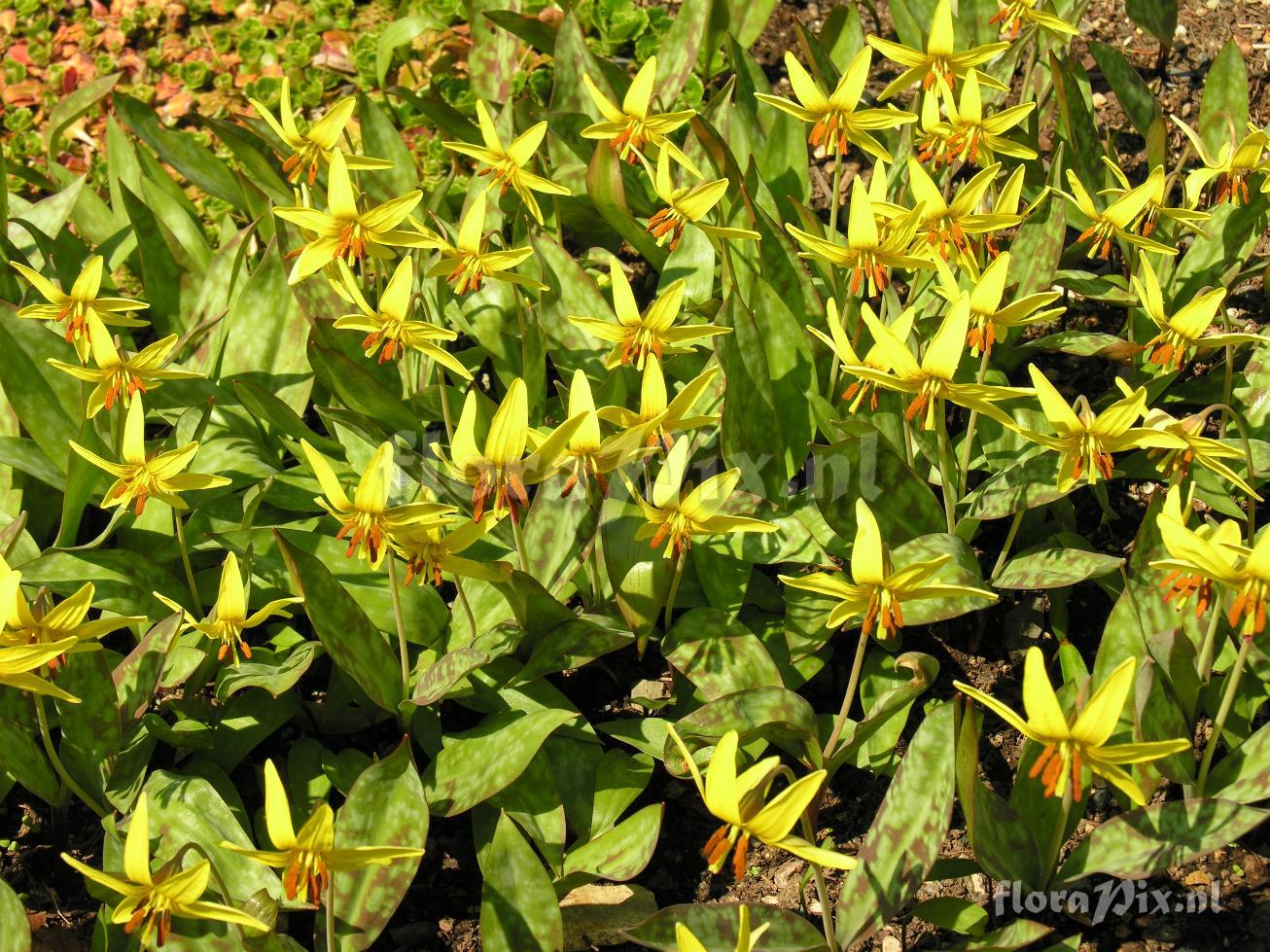 Erythronium americanum