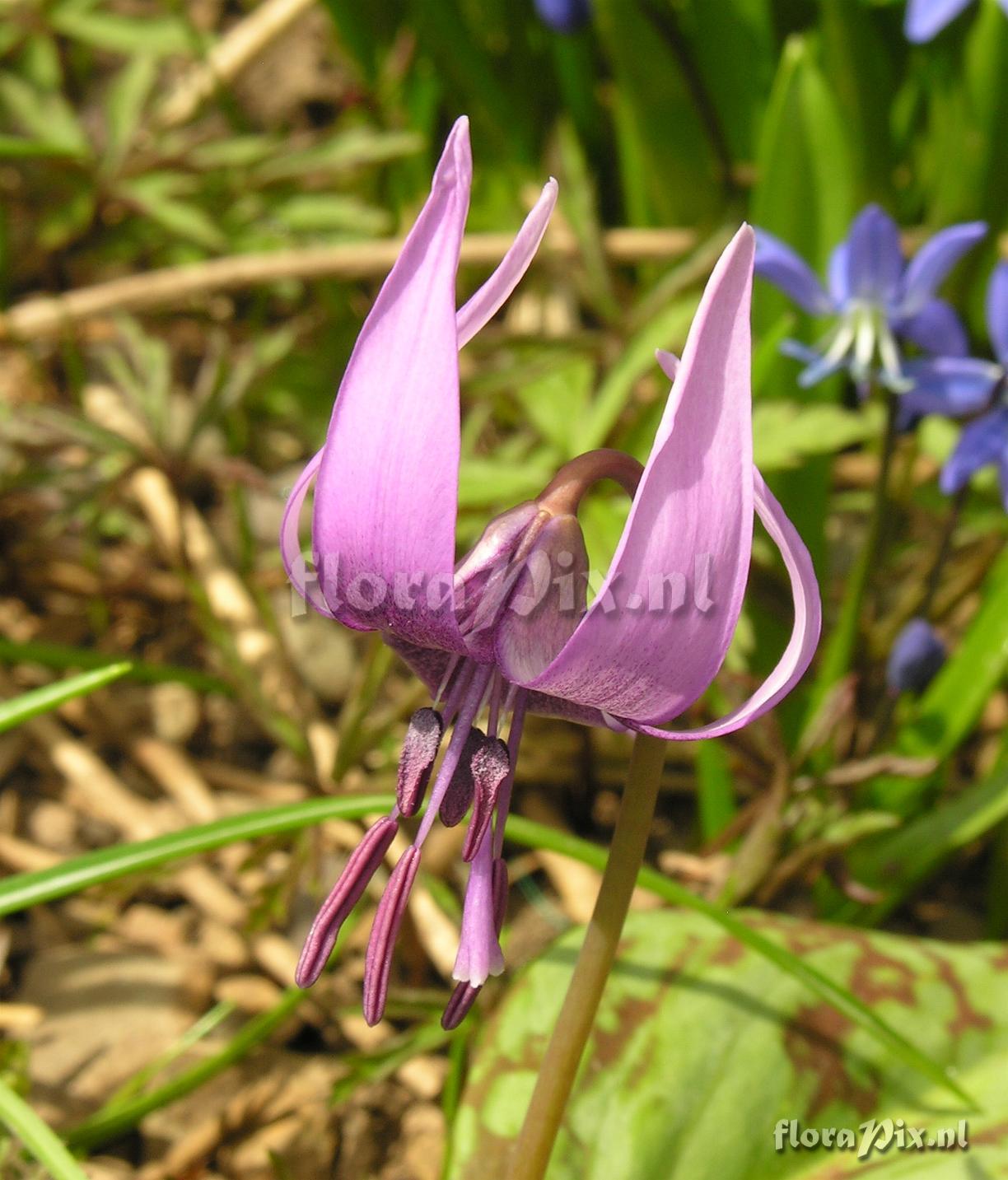 Erythronium japonicum