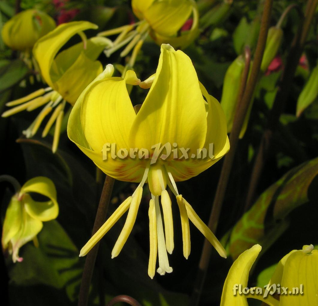 Erythronium 