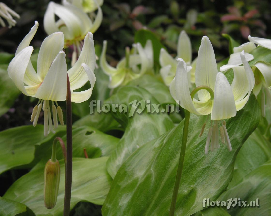 Erythronium 