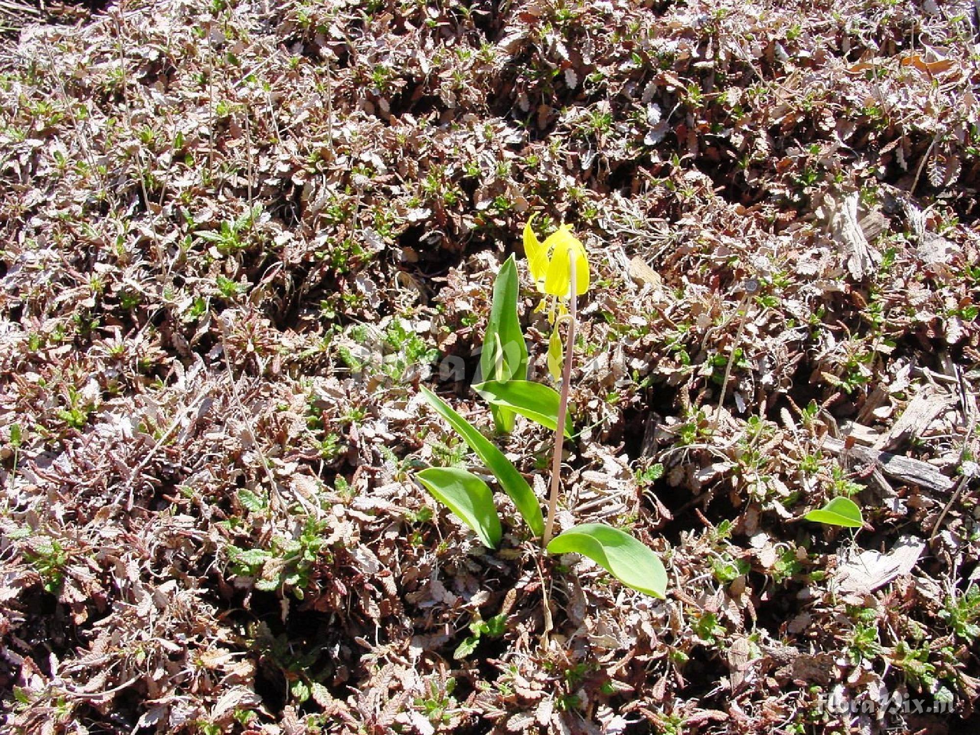 Erythronium grandiflorum