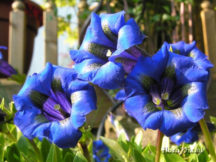 Gentiana acaulis