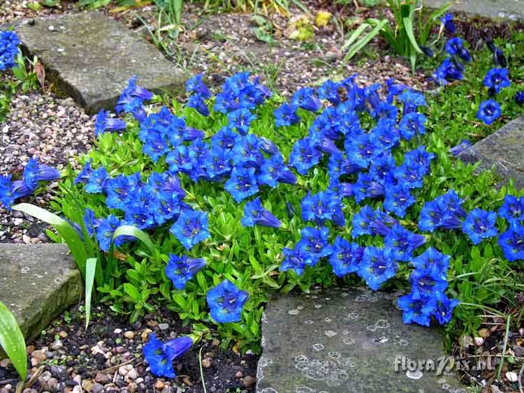 Gentiana acaulis