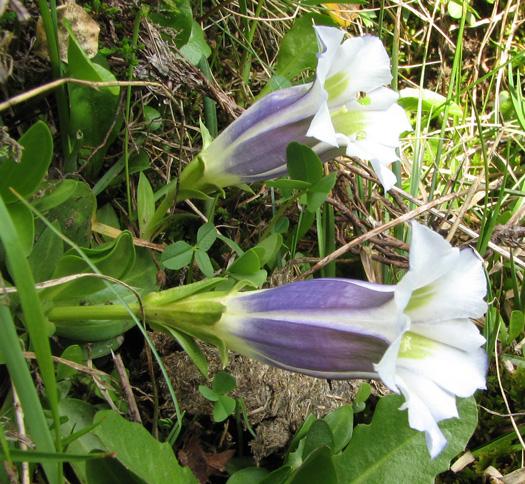 Gentiana acaulis