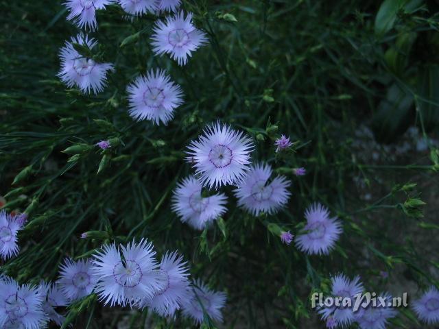 Gentiana species