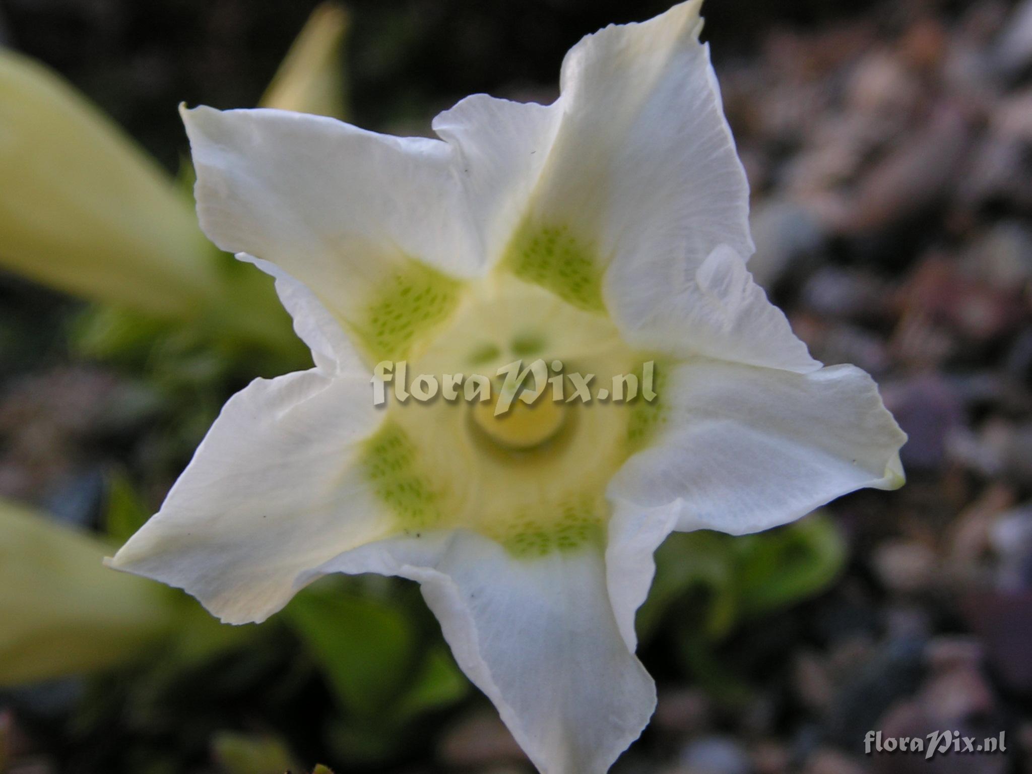 Gentiana x digenea