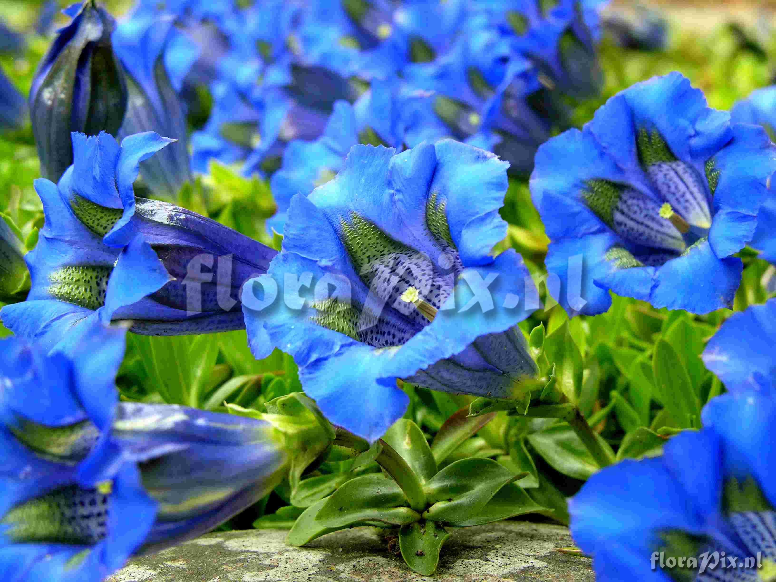 Gentiana acaulis