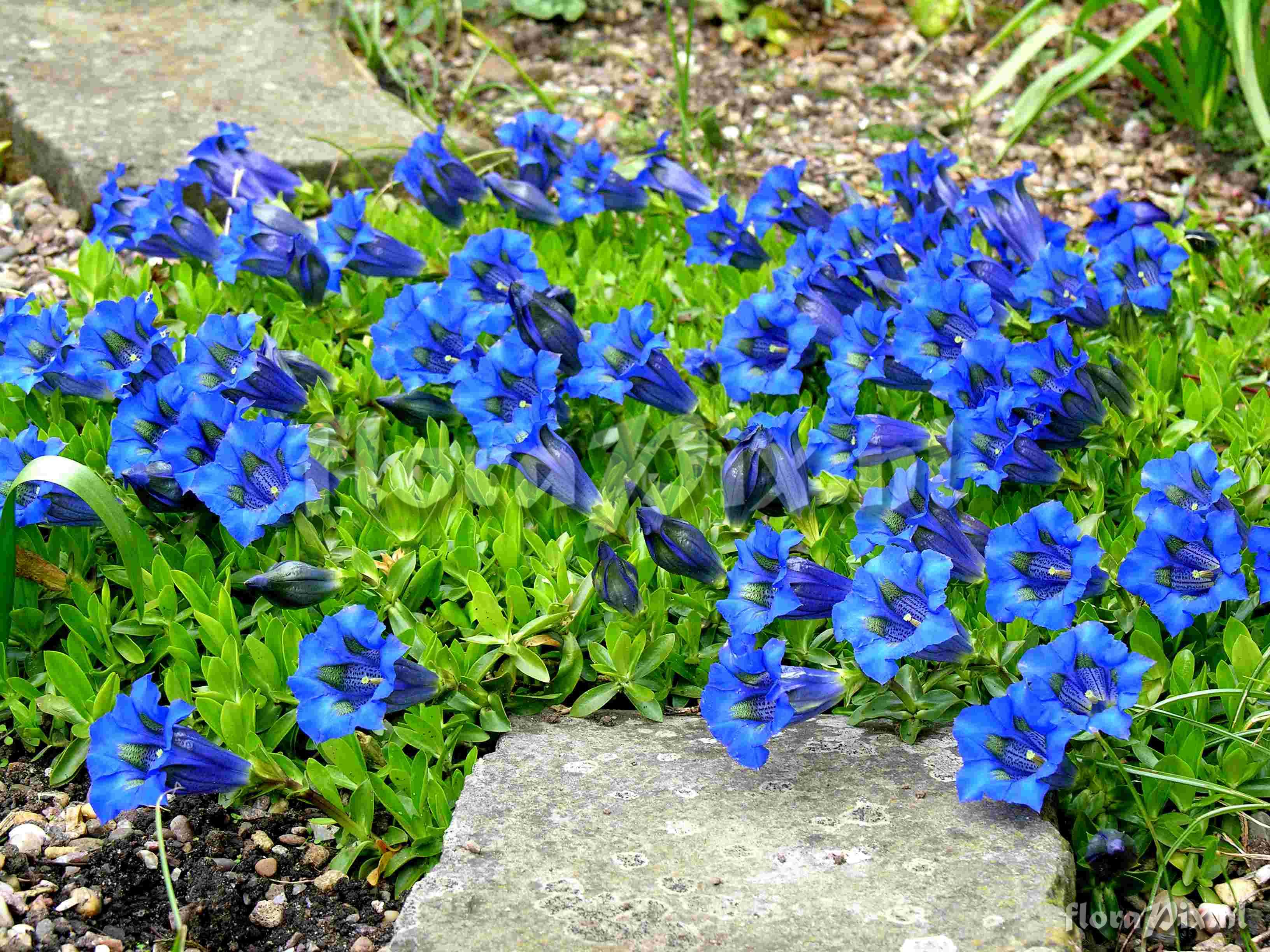 Gentiana acaulis