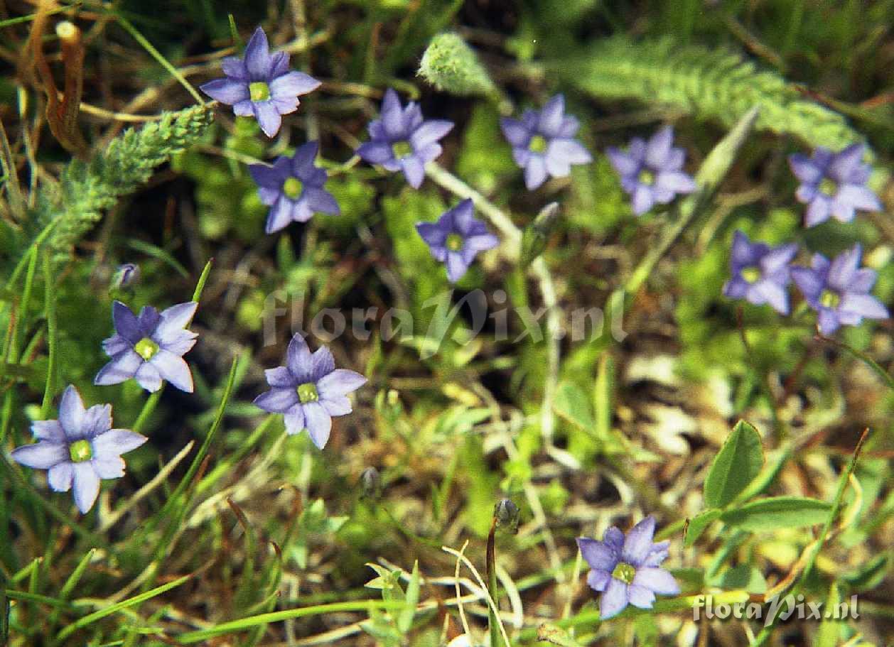 Gentiana prostrata