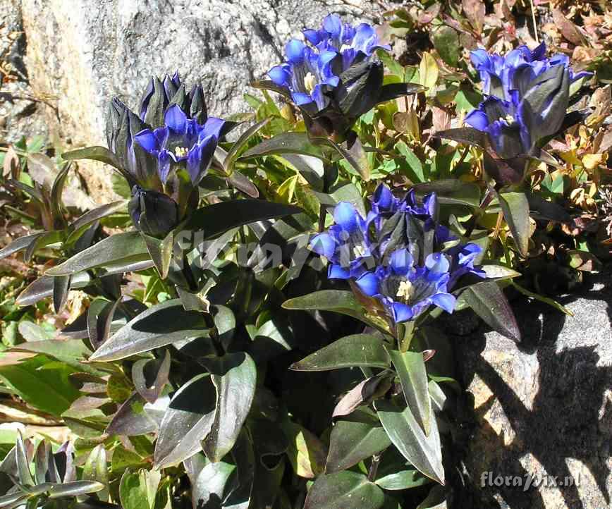 Gentiana parryi