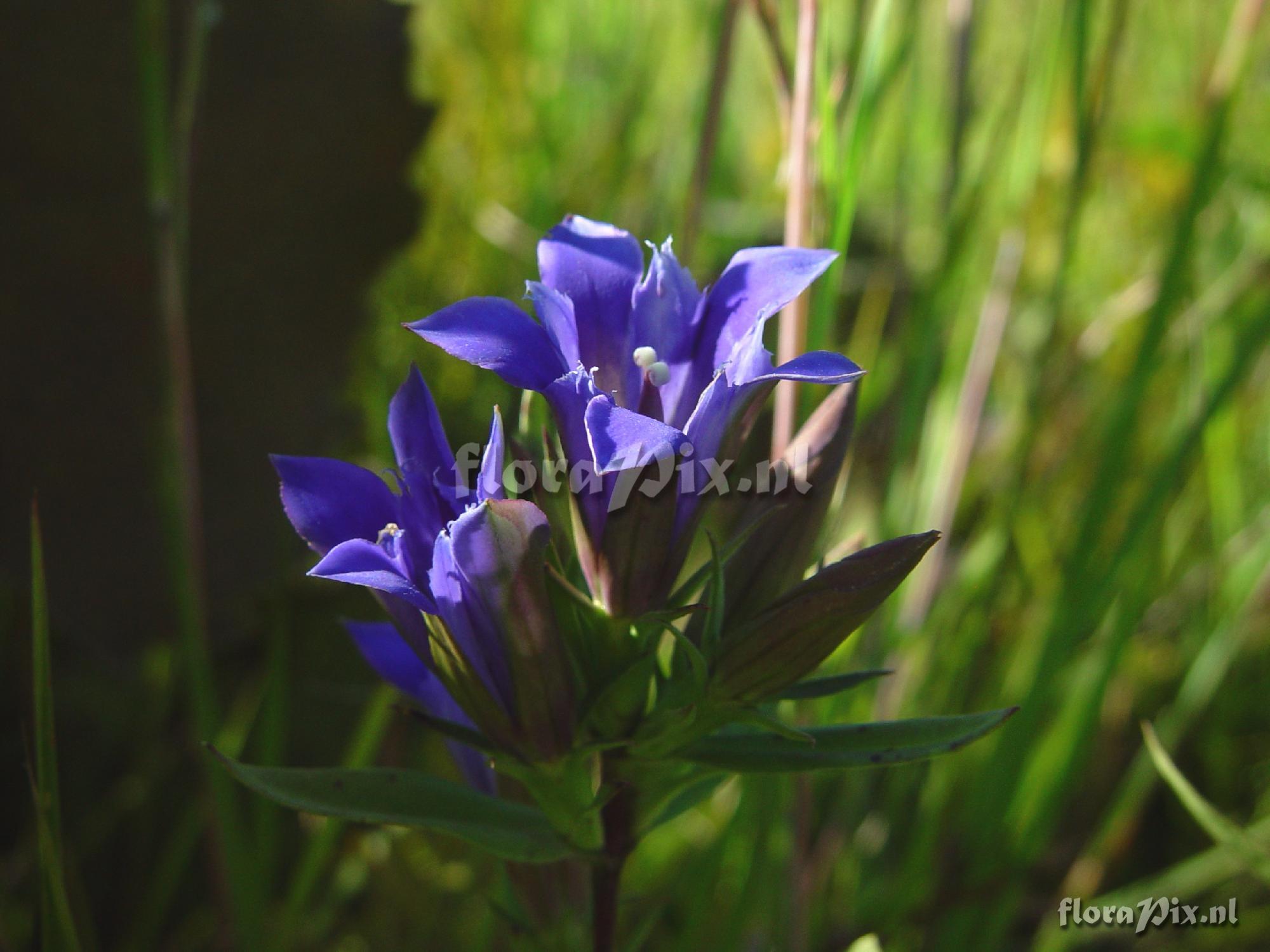 Gentiana puberulenta