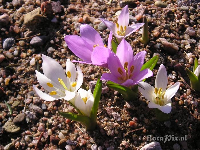 Colchicum trigynum