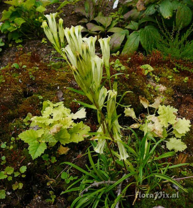 Gentiana algida var purdomii SSSE