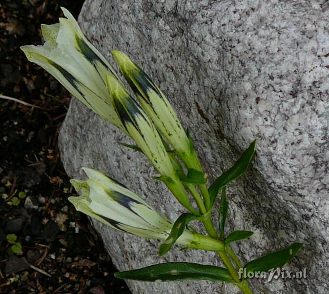 Gentiana algida var purdomii SSSE