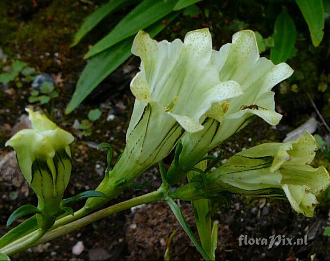 Gentiana algida var purdomii SSSE