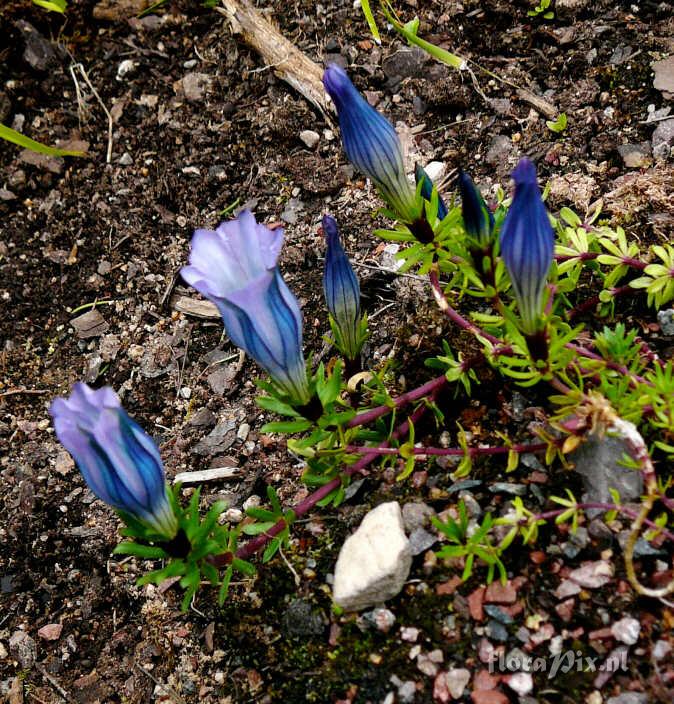 Gentiana hexaphylla JJ