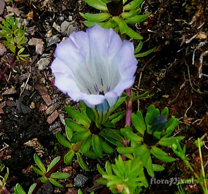 Gentiana hexaphylla JJ