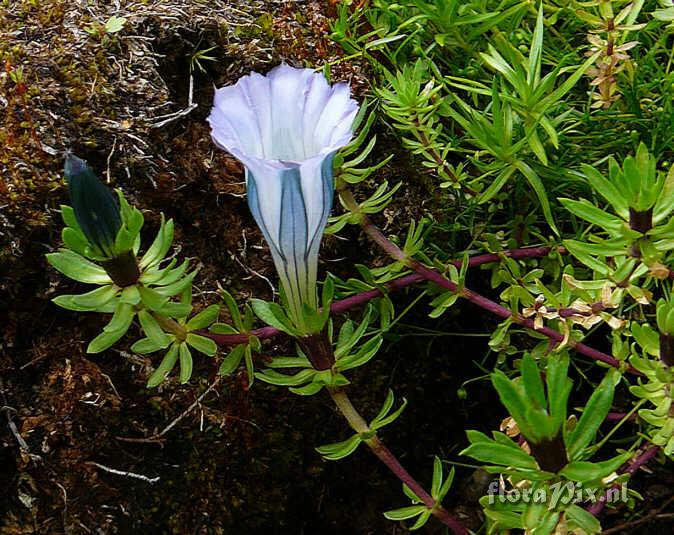 Gentiana hexaphylla JJ