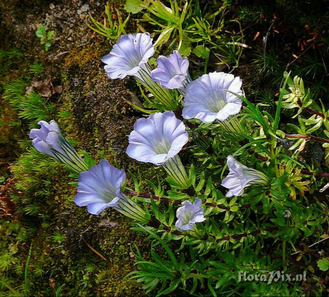 Gentiana hexaphylla SSSE