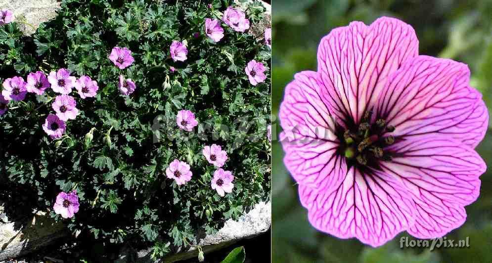 Geranium cinereum