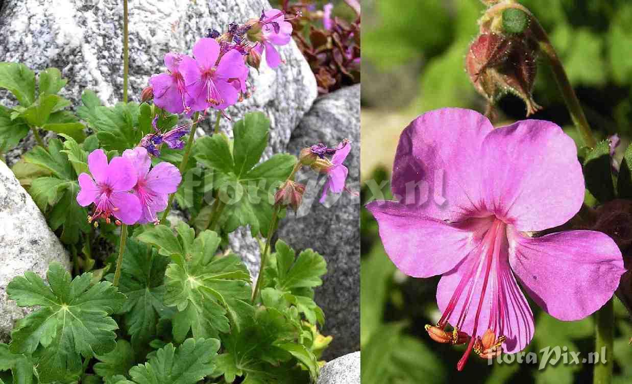 Geranium x cantabrigiense