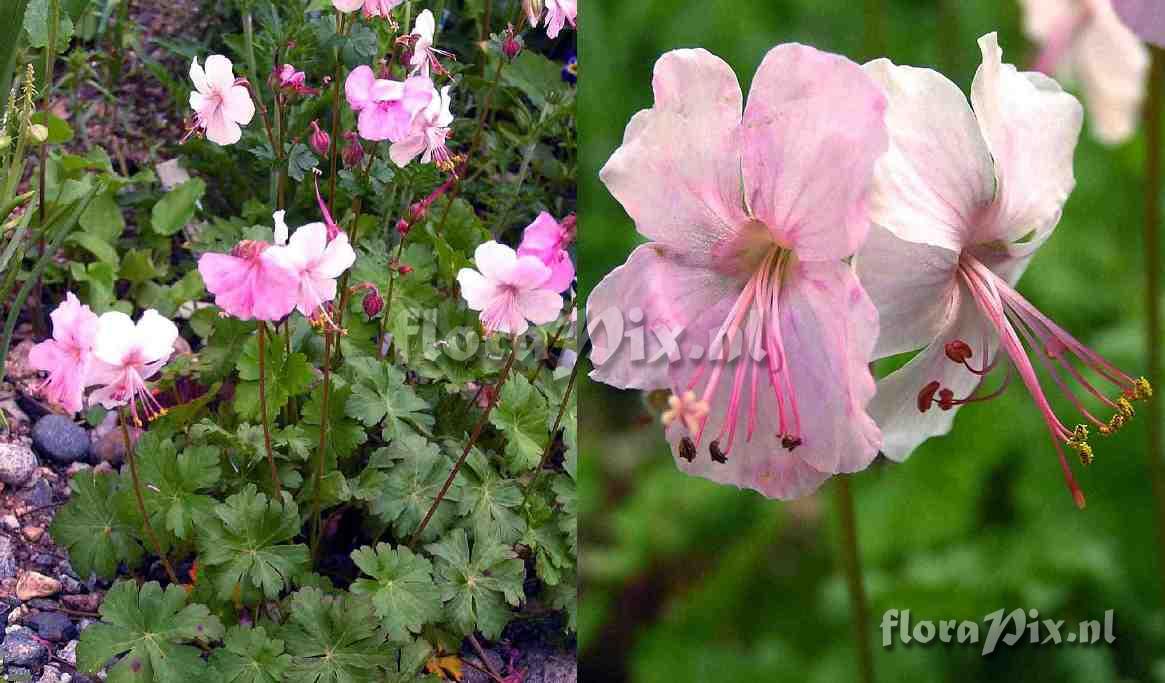 Geranium x cantabrigiense