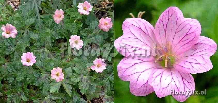 Geranium x oxonianum