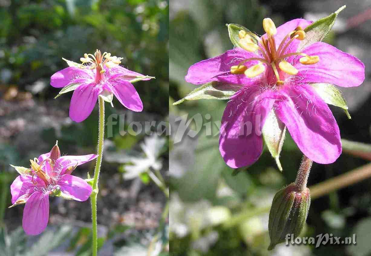 Geranium caespitosum