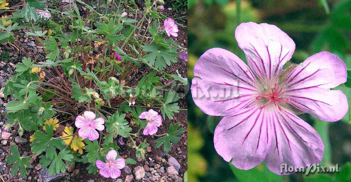 Geranium fremontii