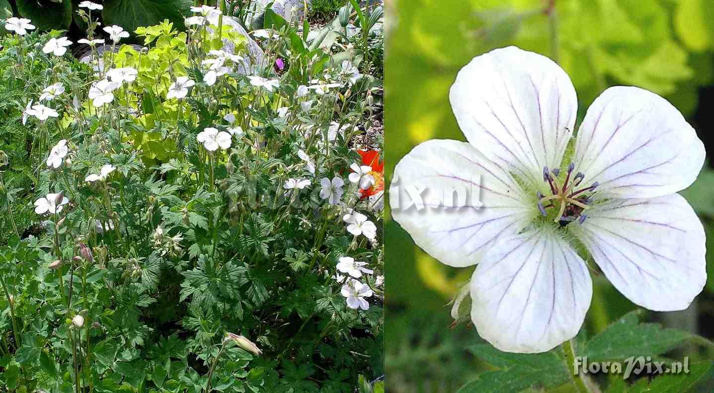 Geranium richardsonii