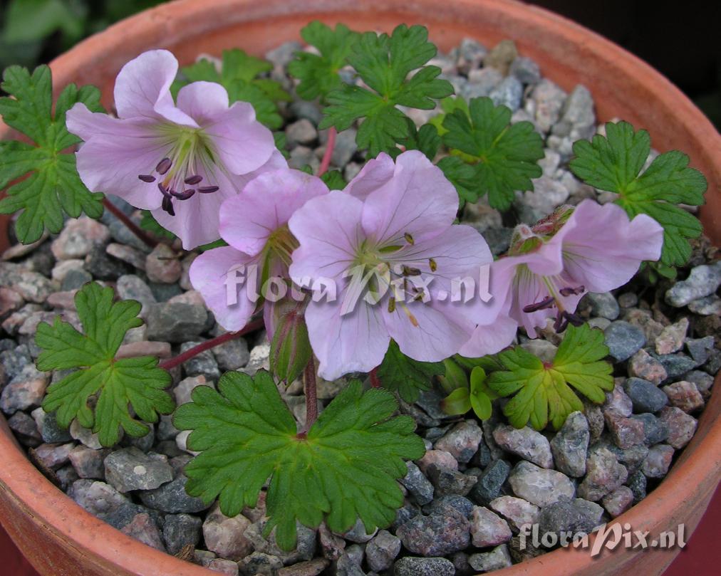 Geranium farreri