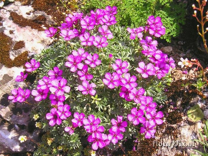 Geranium argenteum 