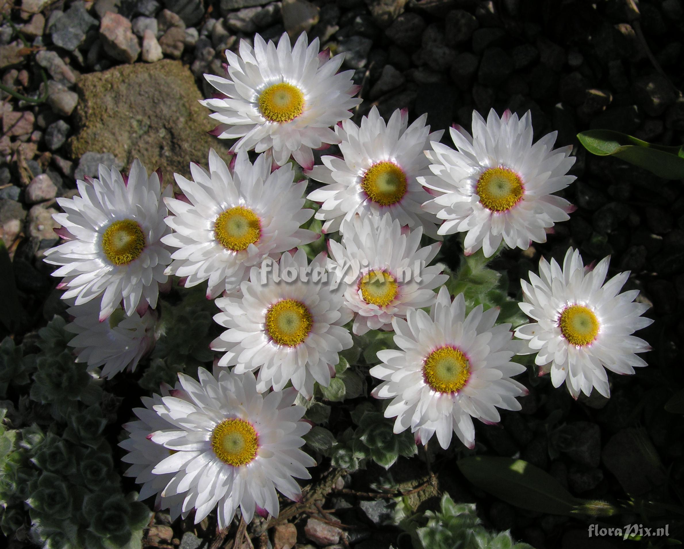 Helichrysum milfordiae