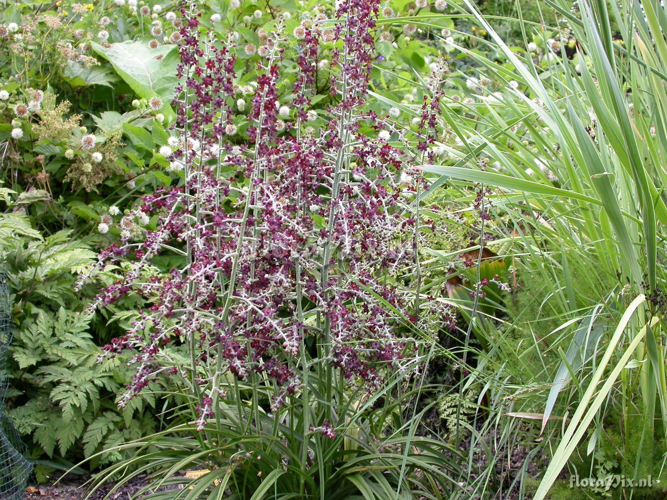 Veratrum formosanum