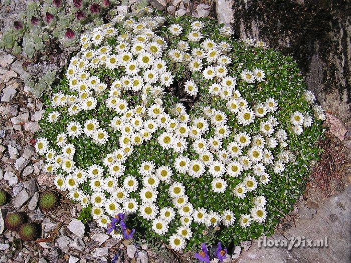 Helichrysum sessilioides