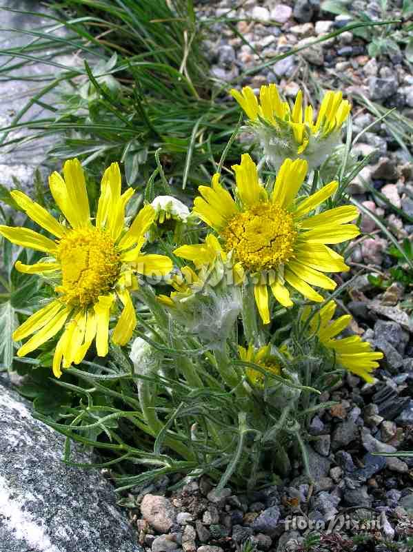 Hymenoxys grandiflora